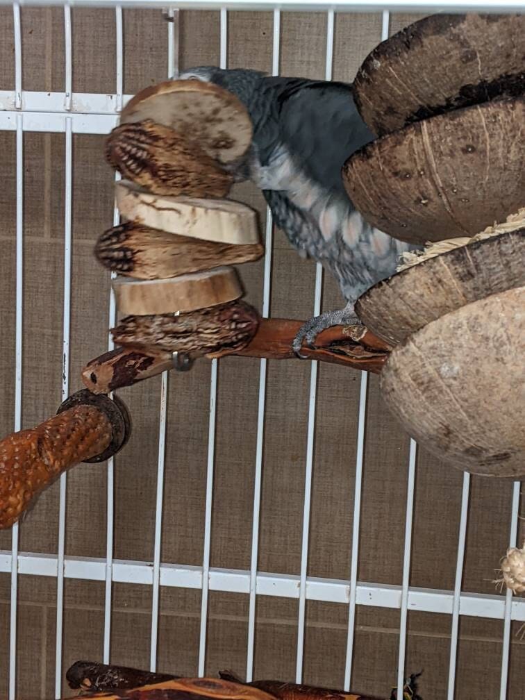 Customer photo review of Yucca & Mahogany Pod Stack - by Cheep Thrills Bird Toys