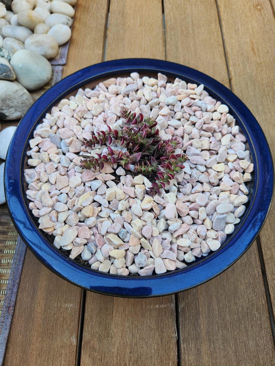 Customer photo review of Crassula capitella ssp thyrsiflora variegated