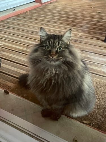 Avis photo d'un client sur Croquettes Chat Stérilisé Sans Céréales - Saumon