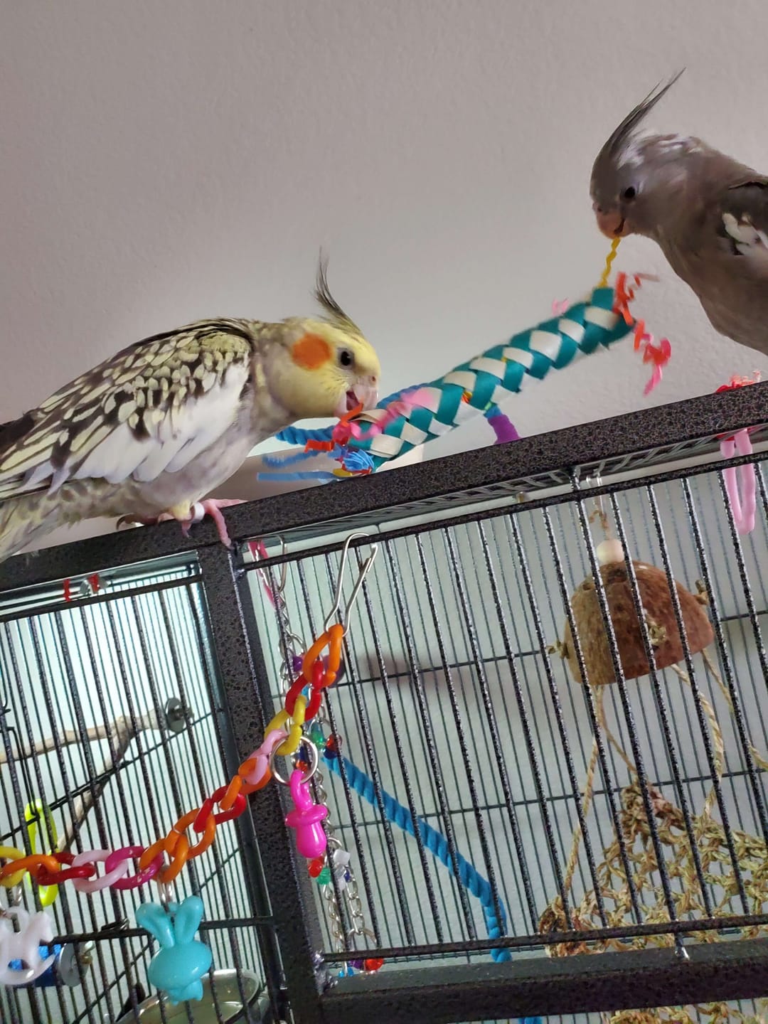 Customer photo review of Bamboo Firecrackers by Cheep Thrills Bird Toys