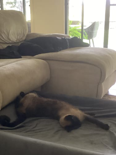 Customer photo review of Orthopedic Memory Foam Dog Bed - Charcoal (Large)