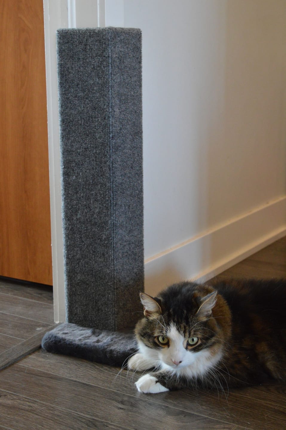 Customer photo review of Noba Corner Cat Scratcher and Protector - 23 Inch