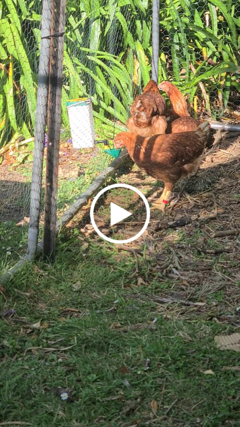 Customer video review of Chicken Mini Cup Drinker 1 Litre