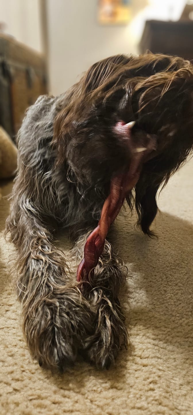 Customer photo review of 12 Inch Jumbo Braided Bully Stick