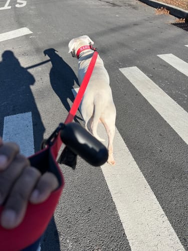 Customer photo review of Bully Proof Set Leash + Collar