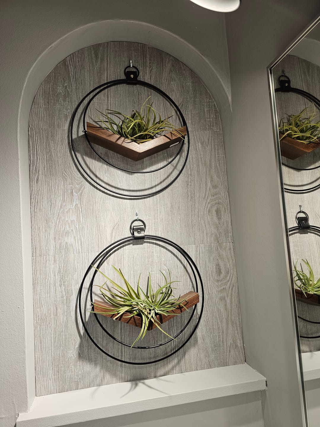 Customer photo review of Air Plant V-Hanger Duo