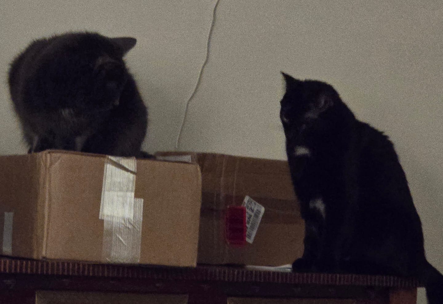 Customer photo review of Royal Canin Veterinary Diet - Urinary SO + Hydrolyzed Protein Dry Cat Food