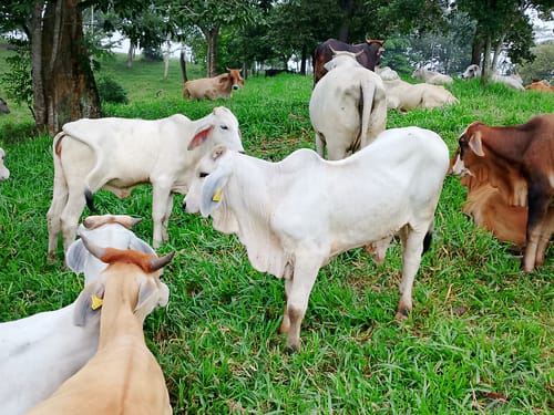 Customer photo review of Zeramec®