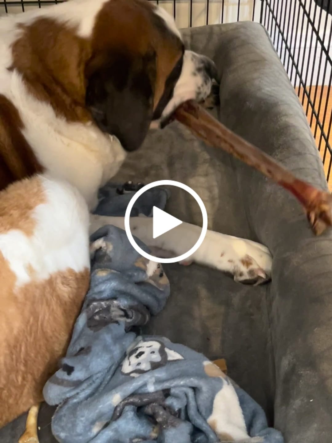 Customer video review of Ostrich Long Bone (19" x 3.5"): The Ultimate Challenge for Medium, Large & Extra-Large Dogs