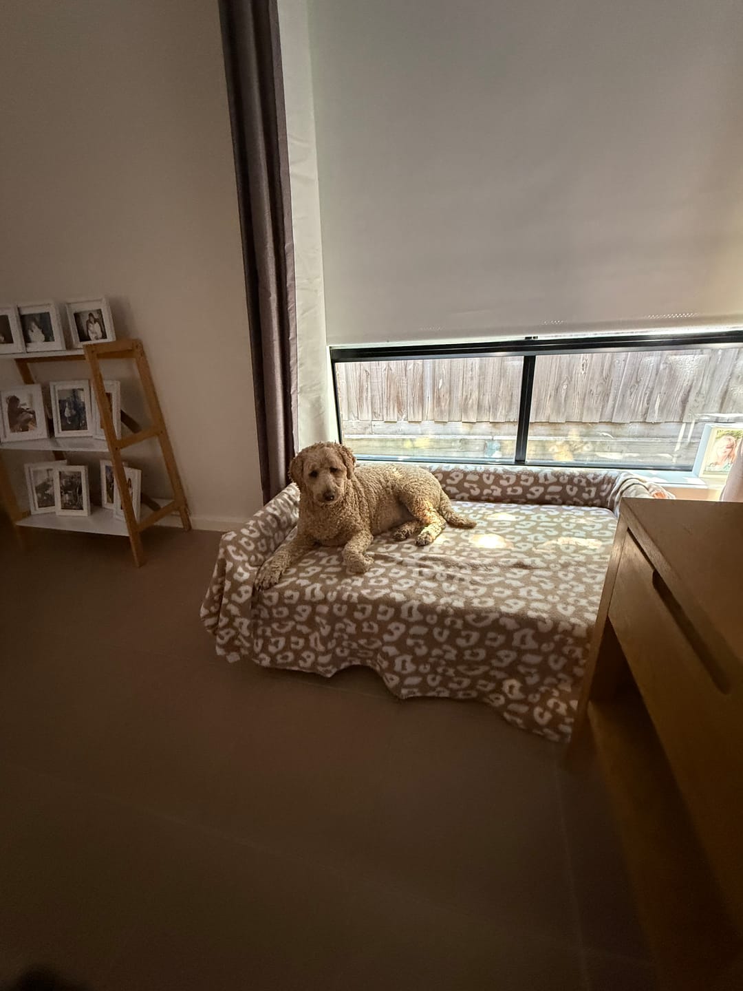 Customer photo review of PaWz Warm Soft Lounge Couch Chair Bed