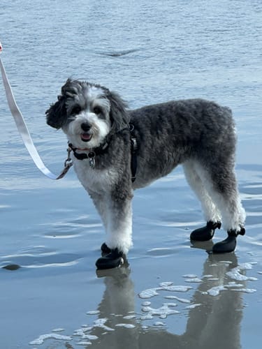 Customer photo review of WagWellies® Mojave