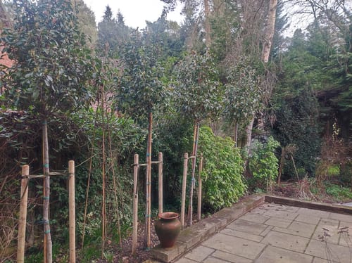 Customer photo review of Red Robin - Standard Trees (180-200cm clear stem)