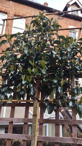 Customer photo review of Prunus laurocerasus 'Rotundifolia' (English Cherry Laurel) - Pleached