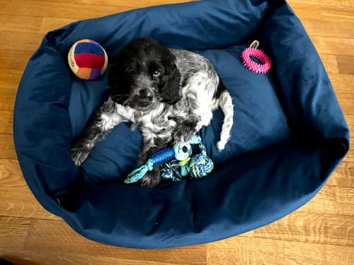 Customer photo review of Divanetto Velluto Royal