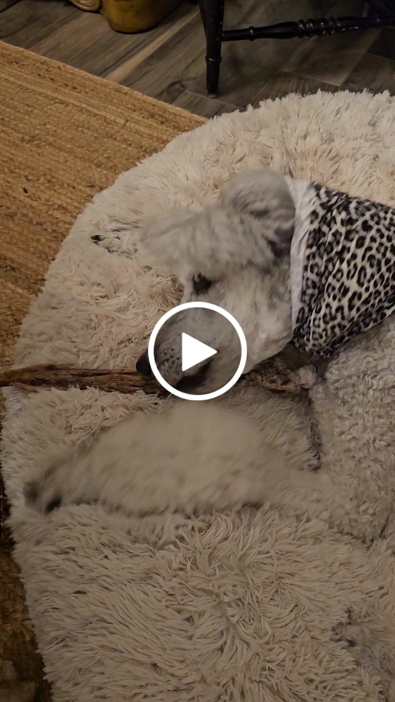 Customer video review of Chewy Ostrich Flat Tendon: Satisfying All-Natural Chew for Dental Health & Gentle Digestion