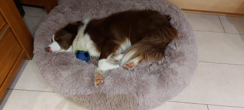 undefined review of Puppery Hundebett Wolke 7 - Das Original image 1 out of 1