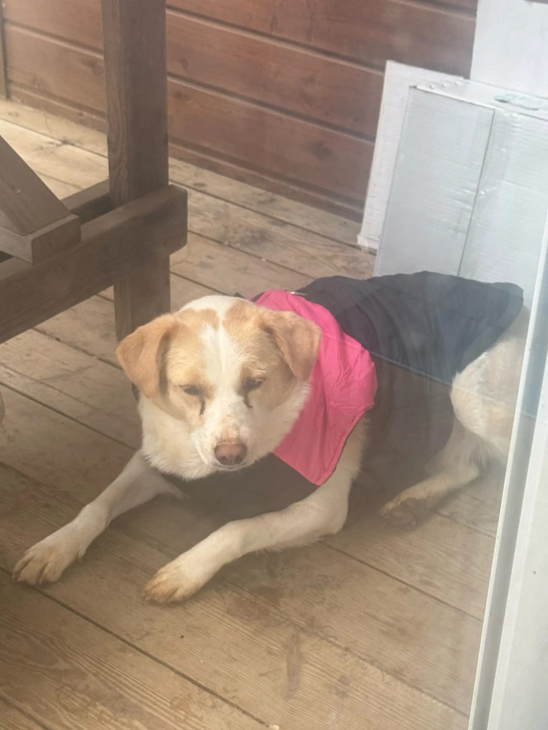 Customer photo review of Strong Reflective Dog Leash