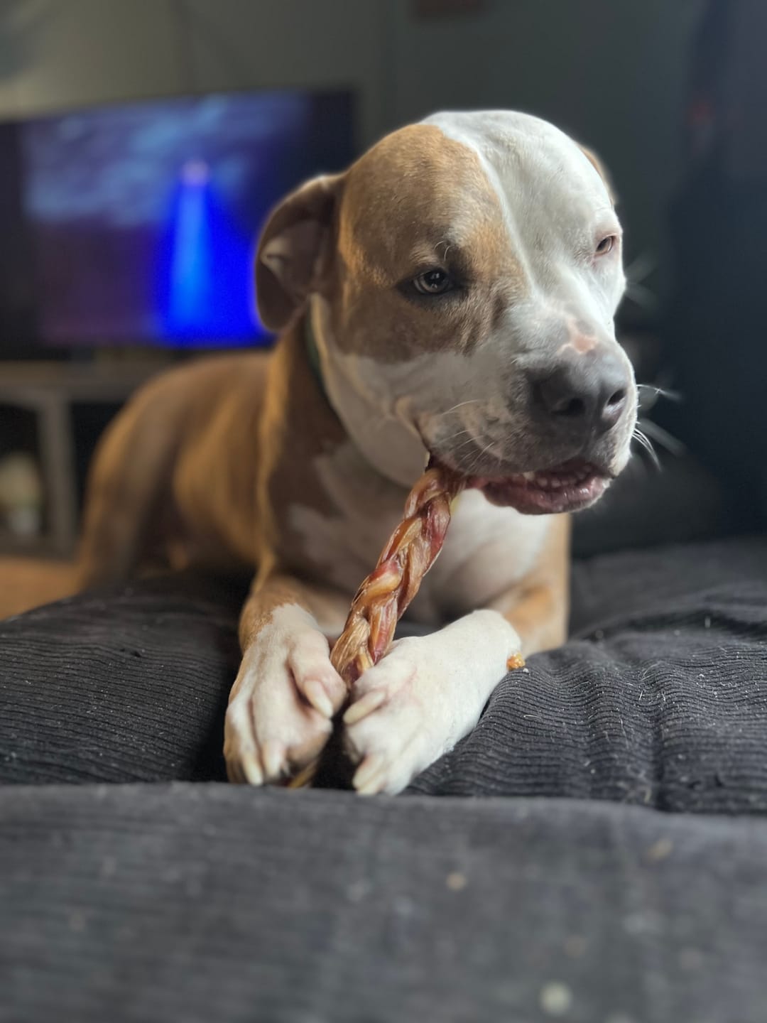 Customer photo review of Bully Bunches Puppy Pack