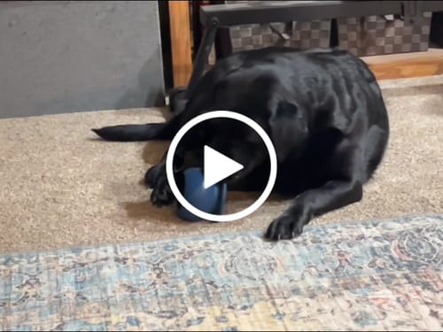 Customer video review of Freez Doughnut - Super Durable Treat Toy