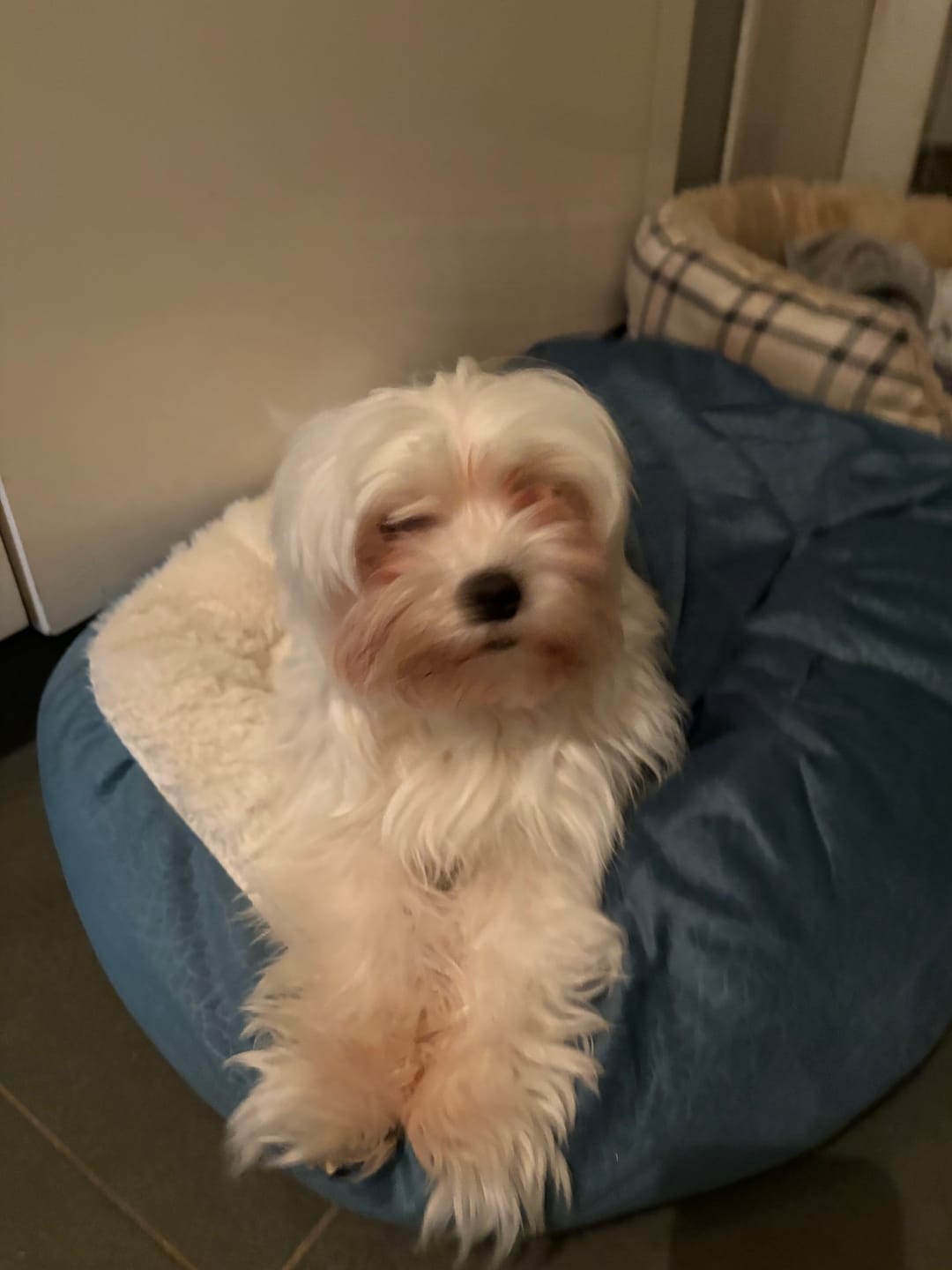 Customer photo review of Emmalove - Kuschelhöhle für Hunde