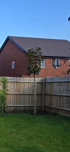 Customer photo review of Magnolia Grandiflora - Standard Trees (180-200cm clear stem)