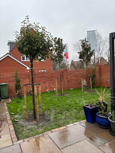 Customer photo review of Magnolia Grandiflora - Standard Trees (180-200cm clear stem)
