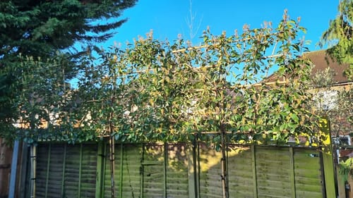 Customer photo review of Red Robin - Pleached (180-200cm clear stem)