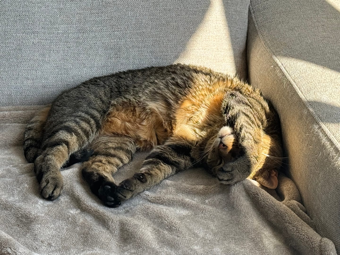 Customer photo review of Royal Canin Veterinary Diet - Urinary SO + Calm Dry Cat Food