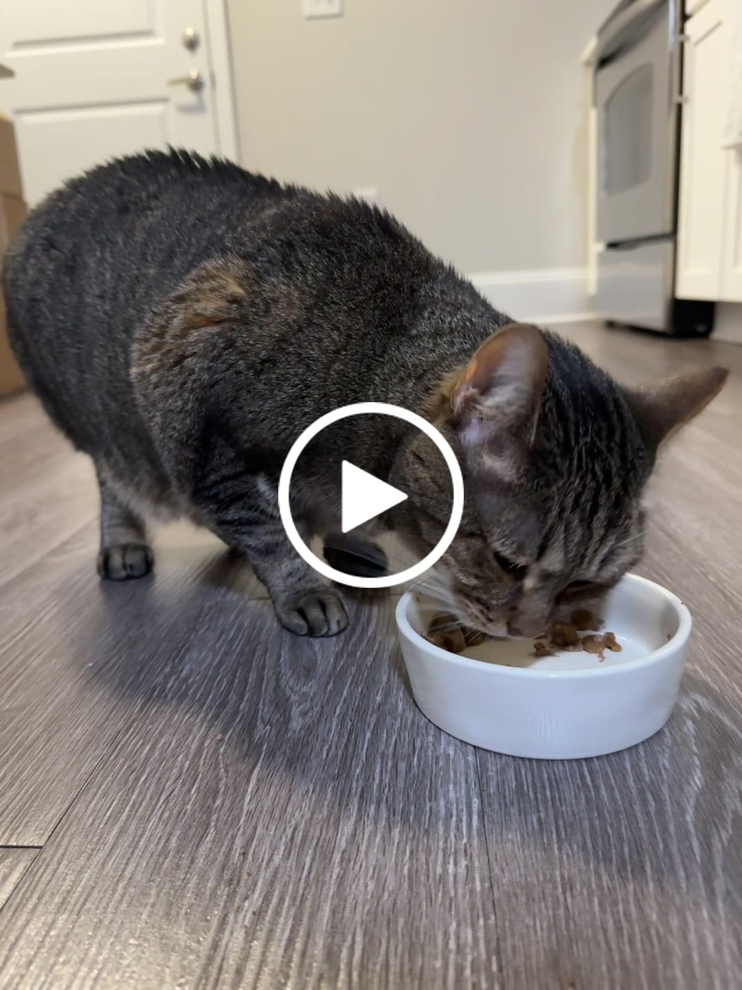 Customer video review of Royal Canin Veterinary Diet - Feline Urinary SO + Calm Canned Cat Food 3 oz.