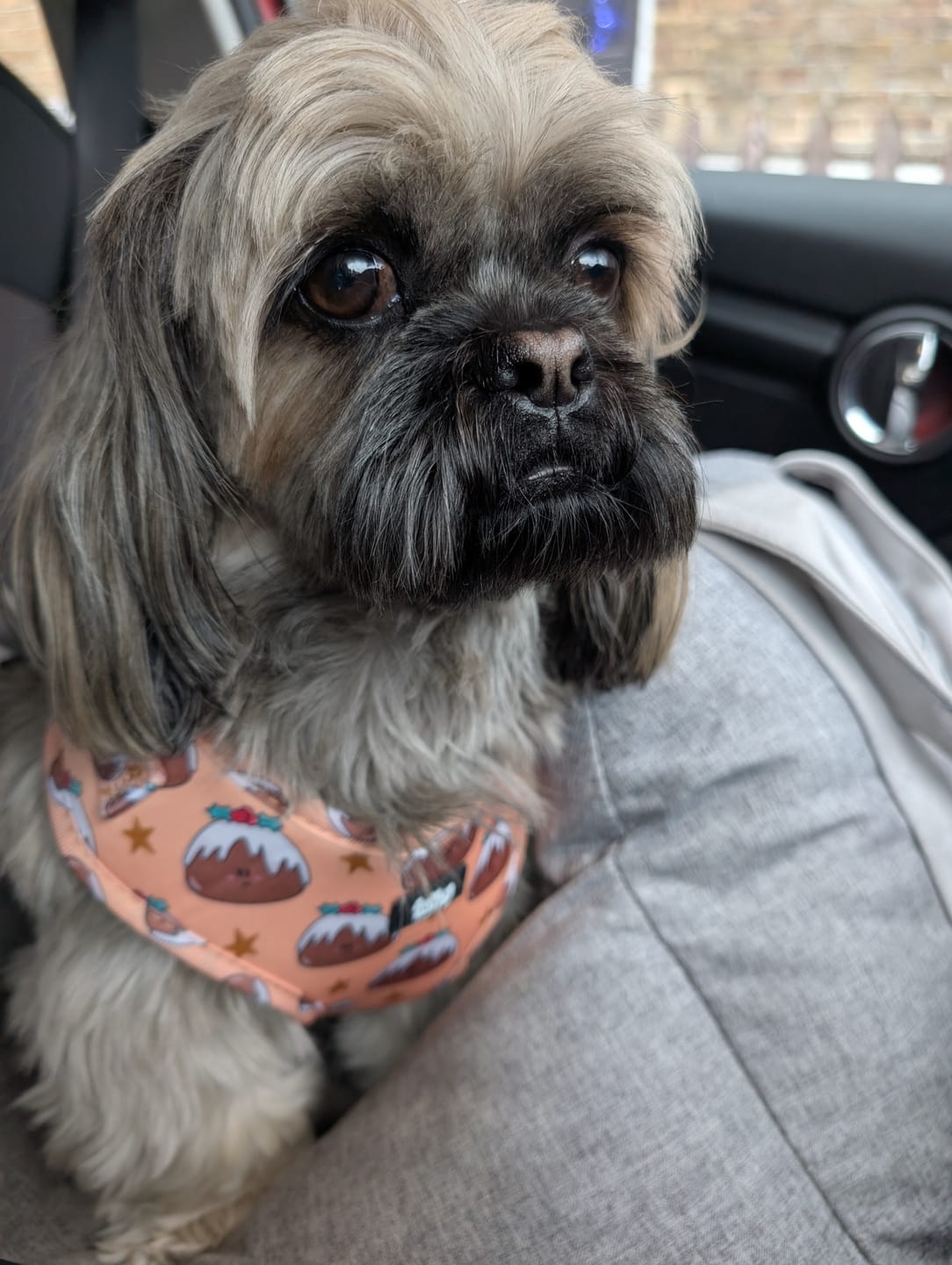 Customer photo review of Adjustable Dog Harness - All Good In The Pud