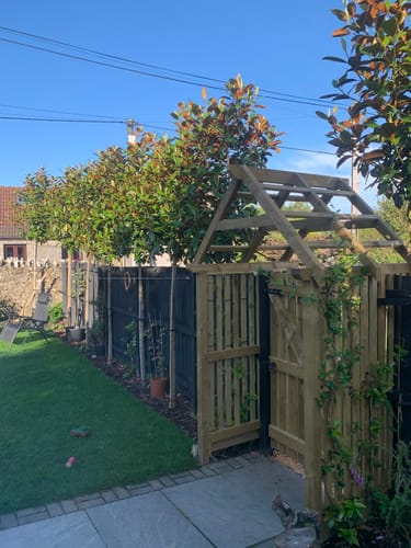 Customer photo review of Magnolia Grandiflora - Standard Trees (180-200cm clear stem)