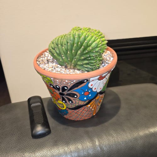 Customer photo review of Trichocereus Pachanoi Cristata | Crested San Pedro Cactus