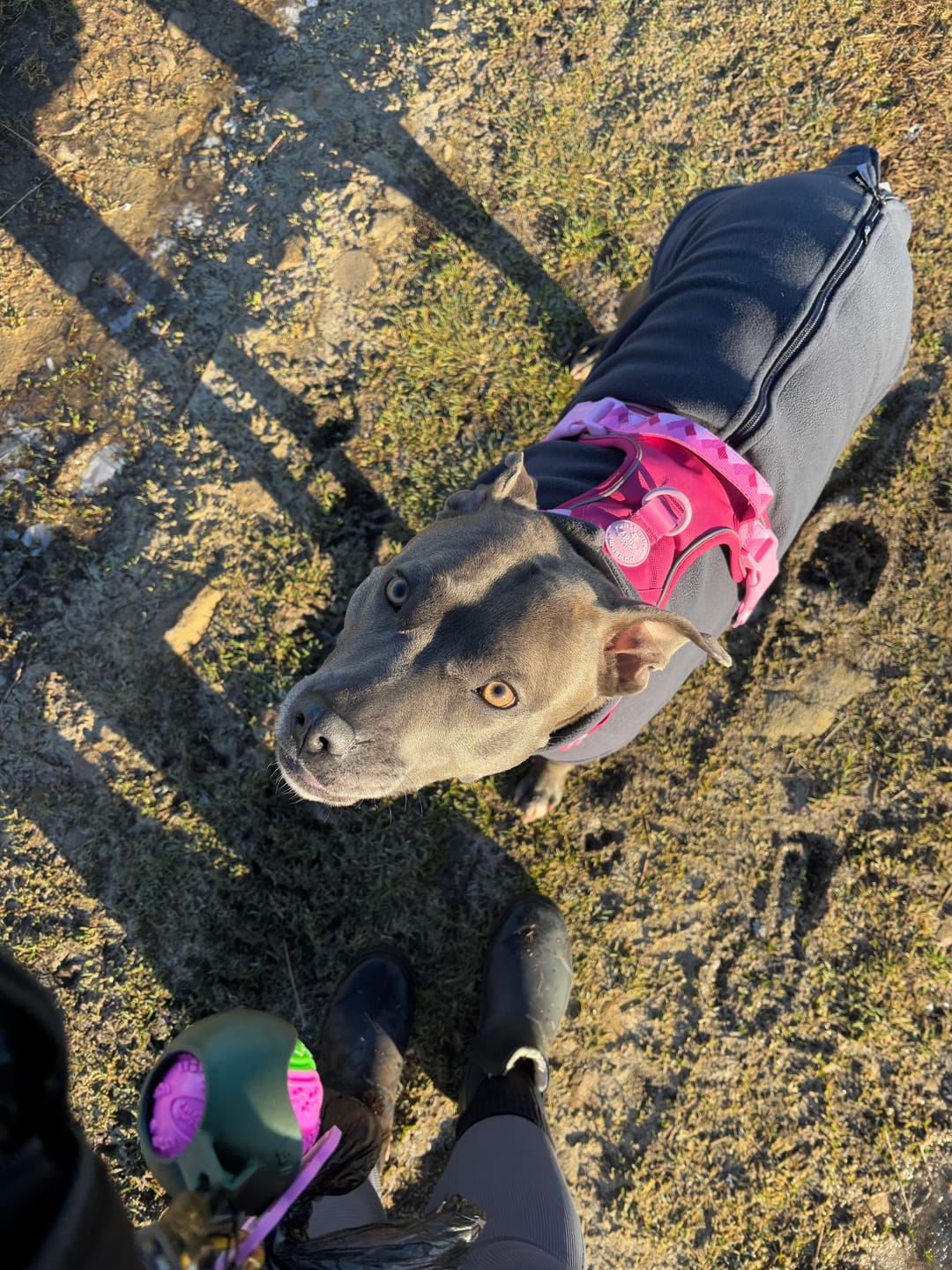 Customer photo review of Tough Trails™ Harness - Walkies Ready® Raspberry Pink