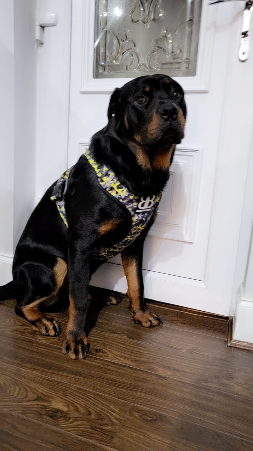 Customer photo review of Comfort Premium Harness | Non Restrictive - Lightning