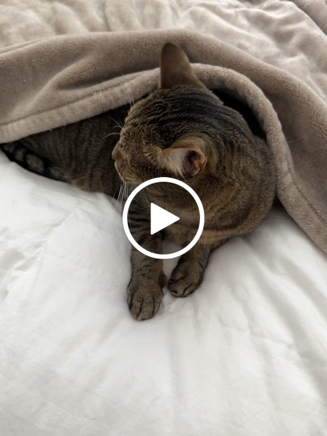 Customer video review of Royal Canin Veterinary Diet - Urinary SO + Calm Dry Cat Food