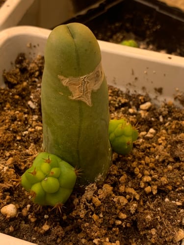 Customer photo review of Trichocereus bridgesii monstrose | Penis Cactus | Short Form