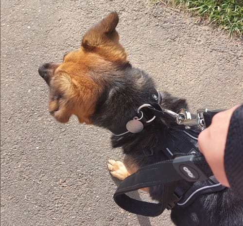 Maria Clara S. review of Anti Pull Hurricane Harness - With Handle - Black image 1 out of 3