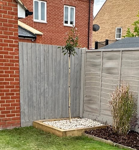 Customer photo review of Red Robin - 3/4 standard trees (140-160cm clear stem)