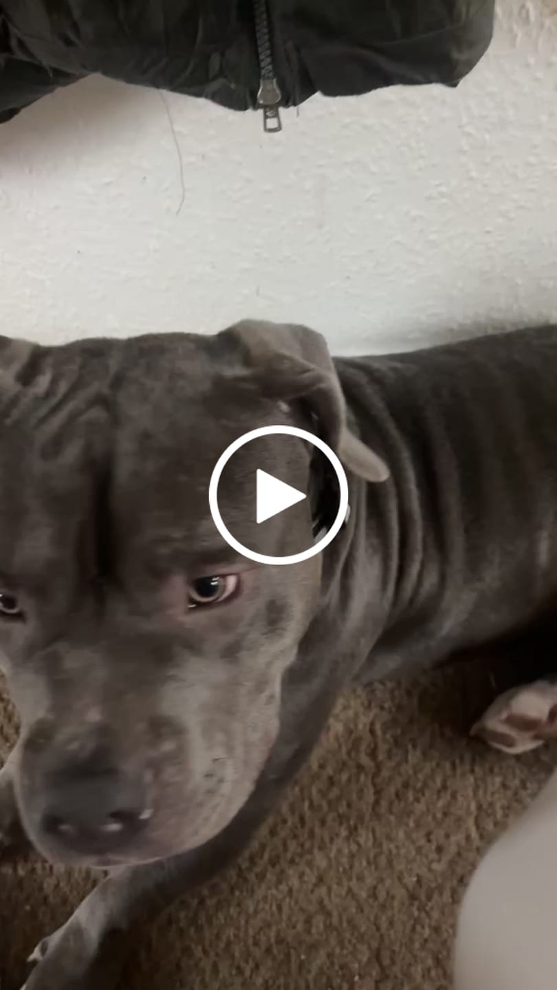 Customer video review of 5cm Combat® Collar | With Handle & Secure Clip - Metal Grey