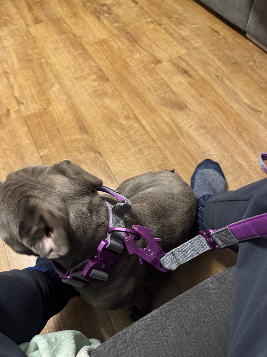 Customer photo review of 1.4m Lighter Swivel Combat Lead | Anti-Tangle & Secure Clip - Purple x Metal Grey
