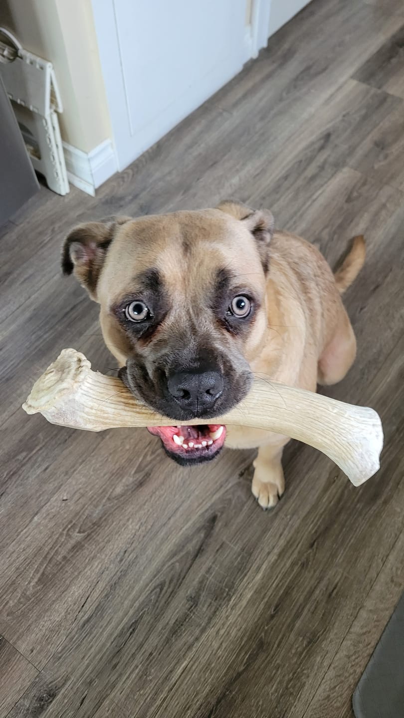 Customer photo review of Mega 10"+ Elk Antlers