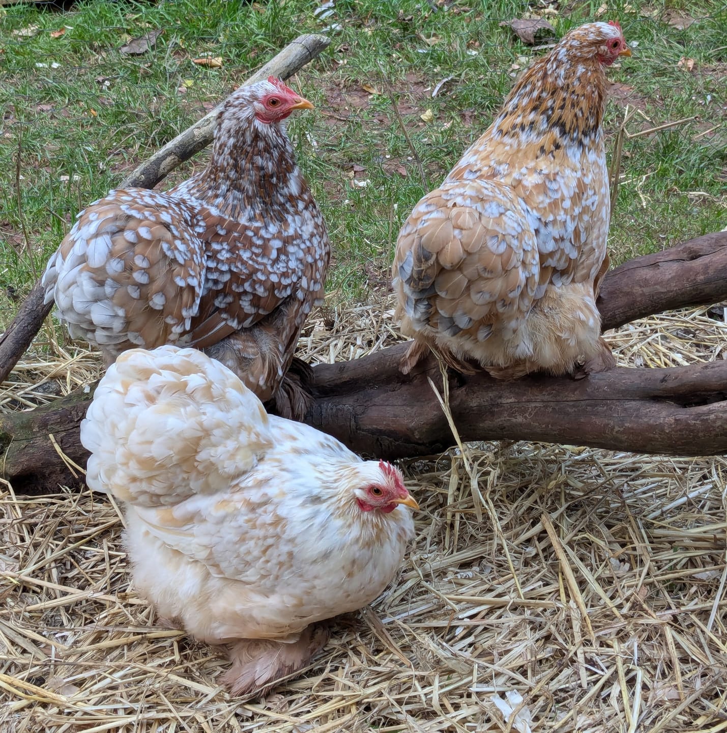 Customer photo review of Chicken Food - Poultry Feed Treat Mix For Chickens
