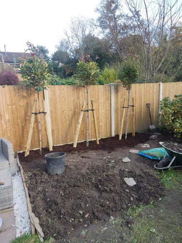 Customer photo review of Red Robin - 3/4 standard trees (140-160cm clear stem)