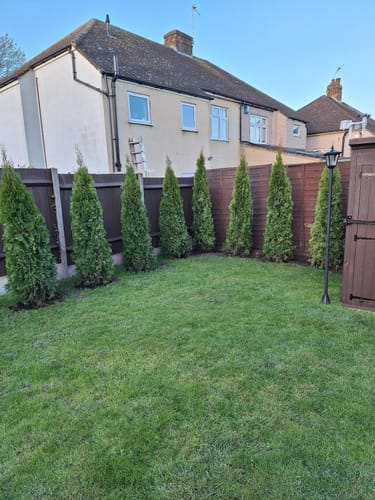 Customer photo review of Thuja occidentalis 'Smaragd' - Rootball hedging
