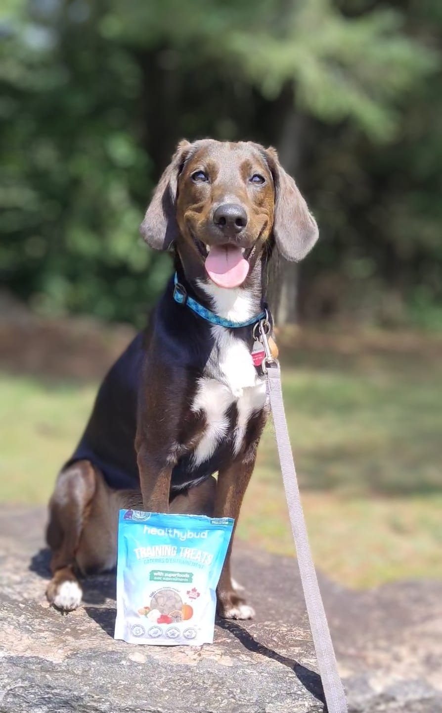 Customer photo review of Chicken Mini Training Treats