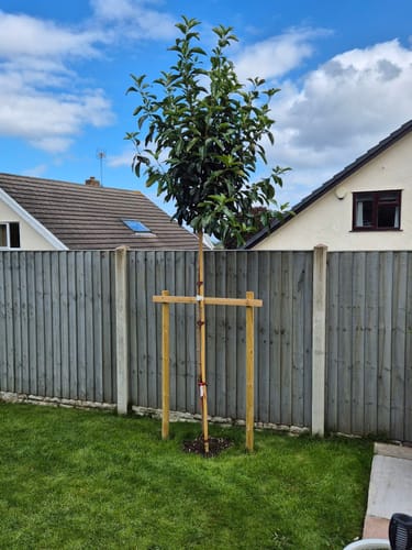 Customer photo review of Viburnum  ‘Lucidum’ - Full standard Tree (180-200cm clear stem)