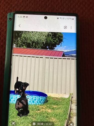 Customer photo review of PaWz 100cm Portable Dog Swimming Pool and Bath Tub