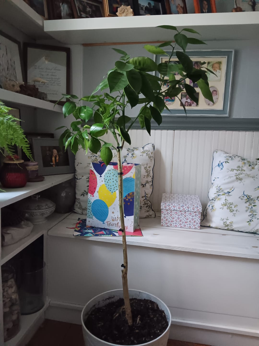 Customer photo review of Ficus Burgundy Bush, Rubber Tree