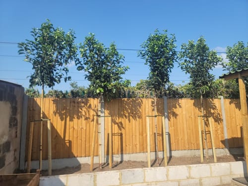 Customer photo review of Viburnum  ‘Lucidum’ - Full standard Tree (180-200cm clear stem)