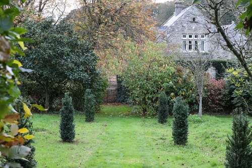 Customer photo review of English Yew (Taxus baccata) - Rootball